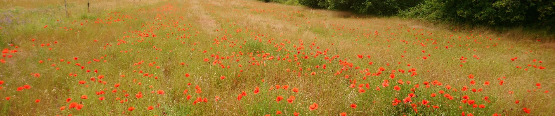 Tour Wandern Saint-Georges-sur-Cher - Saint-Georges-sur-Cher - les Magasins la Vallée Pitrou la Poterie - 6.8km 80m 1h40 - 2020 06 21 - Photo