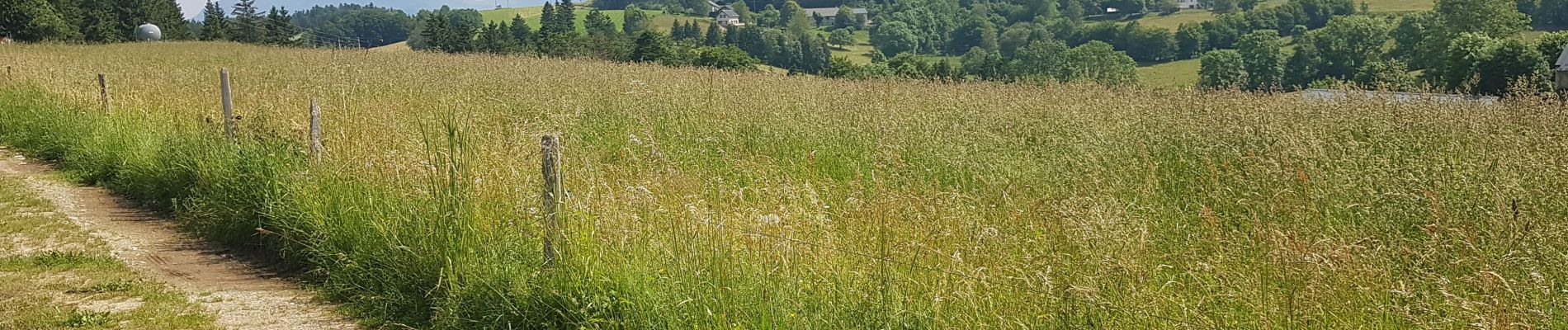 Trail Walking Saint-Nizier-du-Moucherotte - Tour de Saint-Nizier par le Tremplin et la Combe de La Jaille - Photo