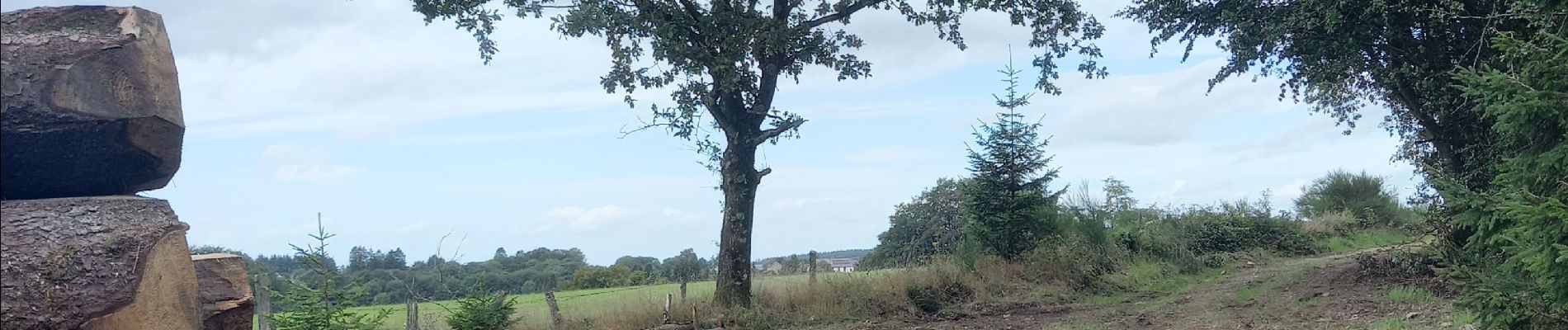 Tour Wandern La Roche-en-Ardenne - Samrée août 23 - Photo