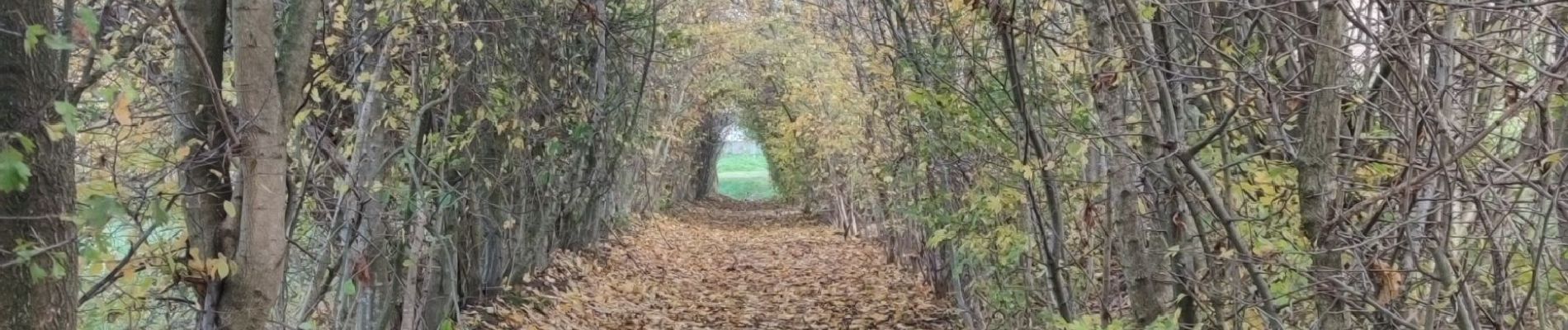 Tocht Stappen Blegny - Bois de Melen  - Photo