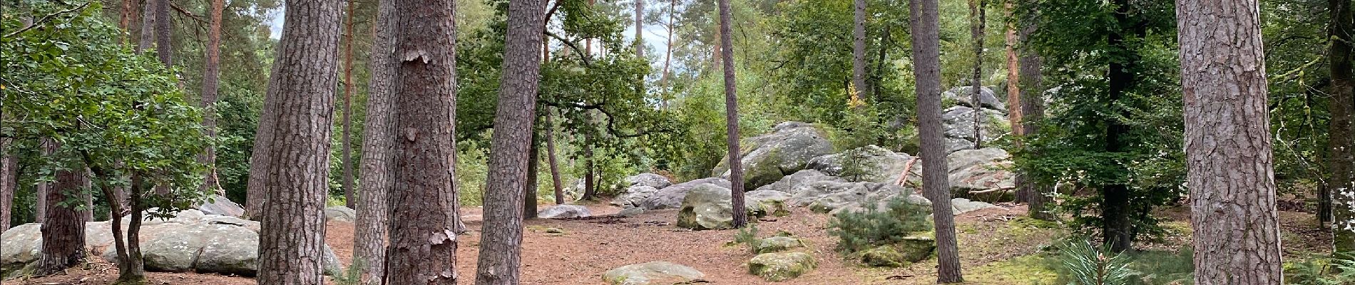 Excursión Senderismo Fontainebleau - Forêt de Fontainebleau  - Photo