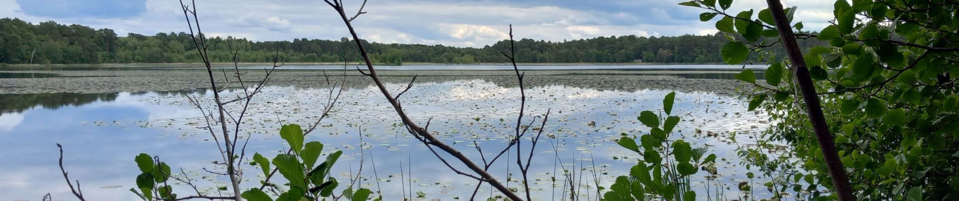 Excursión Senderismo Nouan-le-Fuzelier - les etangs de lévrys - Photo