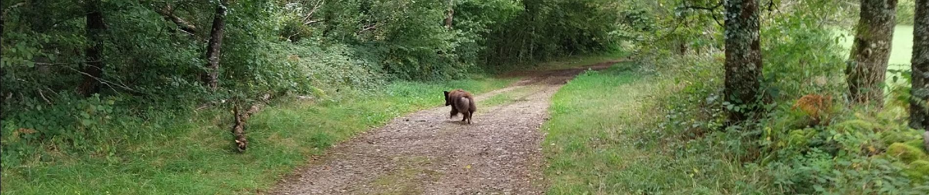 Tour Wandern Bort-les-Orgues - Tour des orgues à Bort les Orgues - Photo