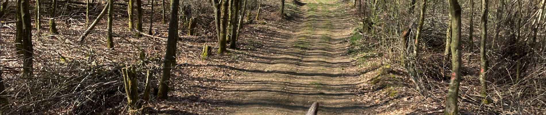 Tocht Paardrijden Neufchâteau - Hamipré  - Photo