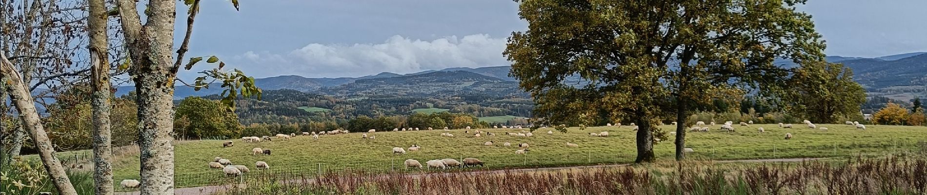 Tour Wandern Saulcy-sur-Meurthe - après JP et mat. - Photo