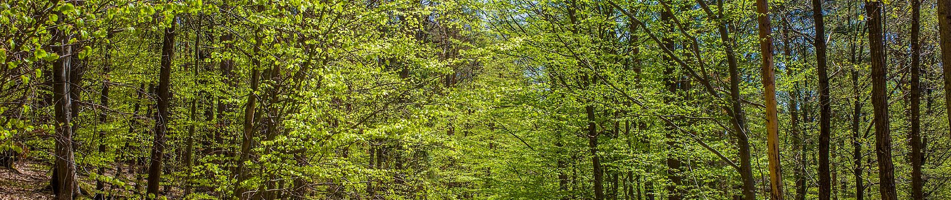 Tour Zu Fuß Ebern - Lauftour EBN3 - Photo