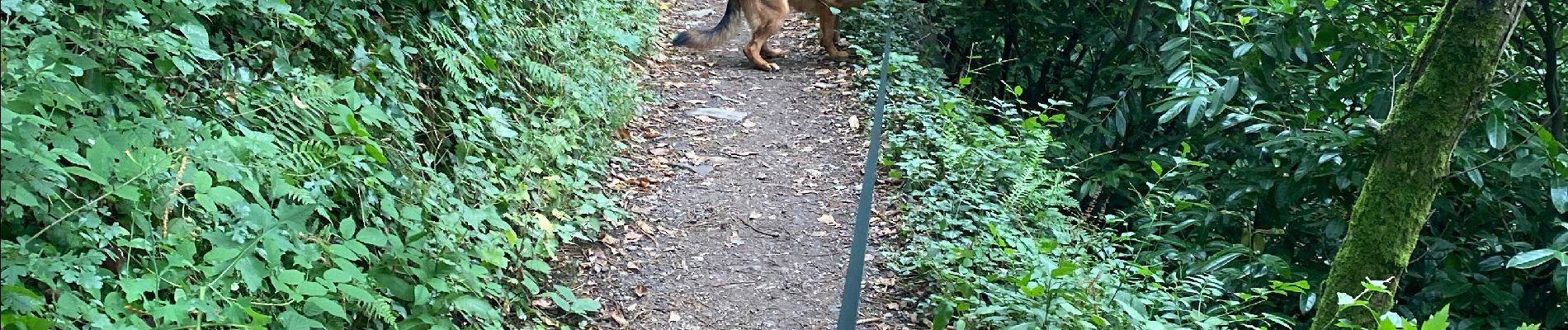 Tocht  Mazamet - Mazamet la passerelle - Photo