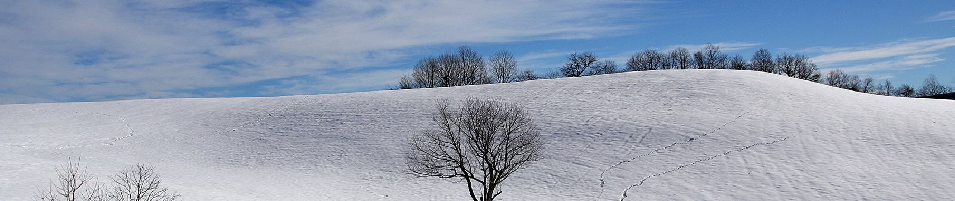 Tour Zu Fuß Sestola - IT-443 - Photo