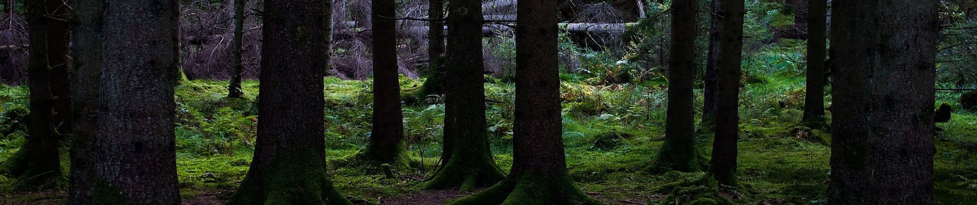 Trail On foot Unknown - Naturstigen - Photo