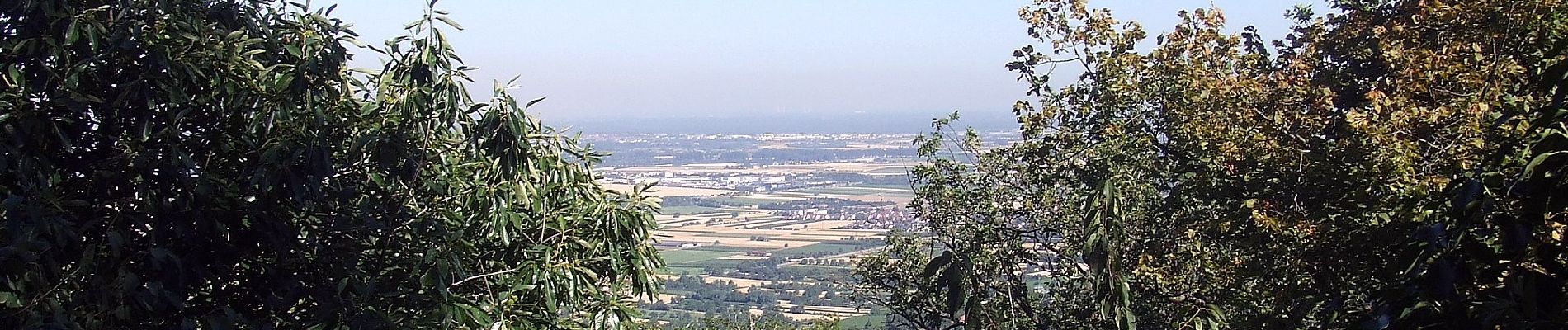 Randonnée A pied Schriesheim - Rundwanderweg Schriesheim 4: Steinbruchweg - Photo