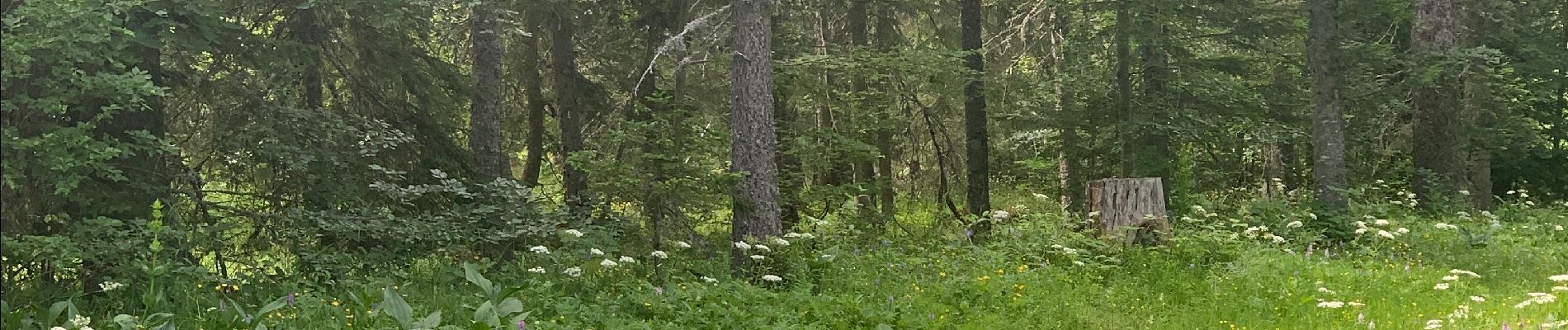 Tocht Stappen Autrans-Méaudre en Vercors - Les Narces 1 - Photo