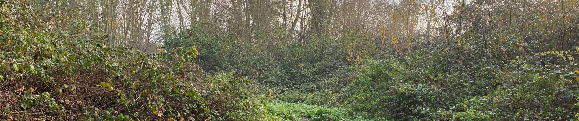 Tour Wandern Canteleu - Les hauteurs de Canteleu début de rando - Photo