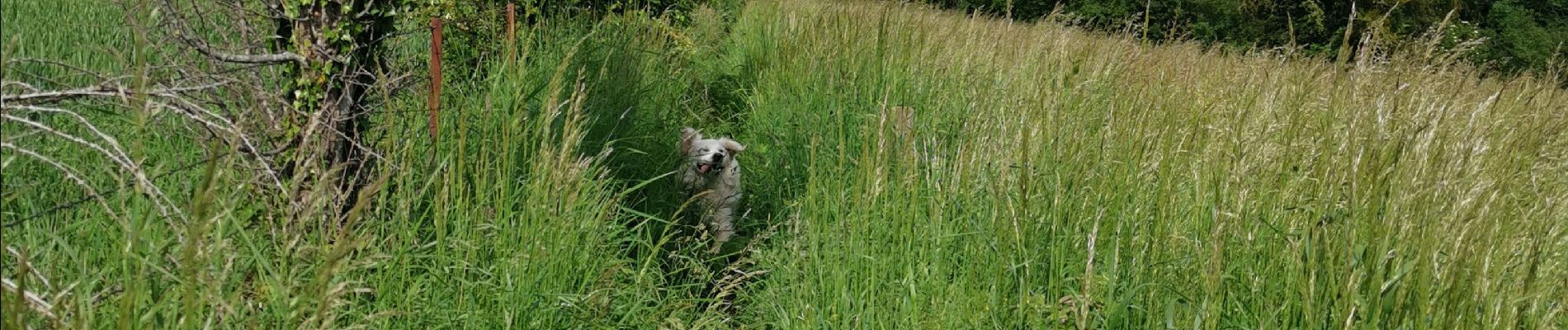 Trail Walking Saint-Aubin-sur-Scie - Dieppe vertu offranville - Photo