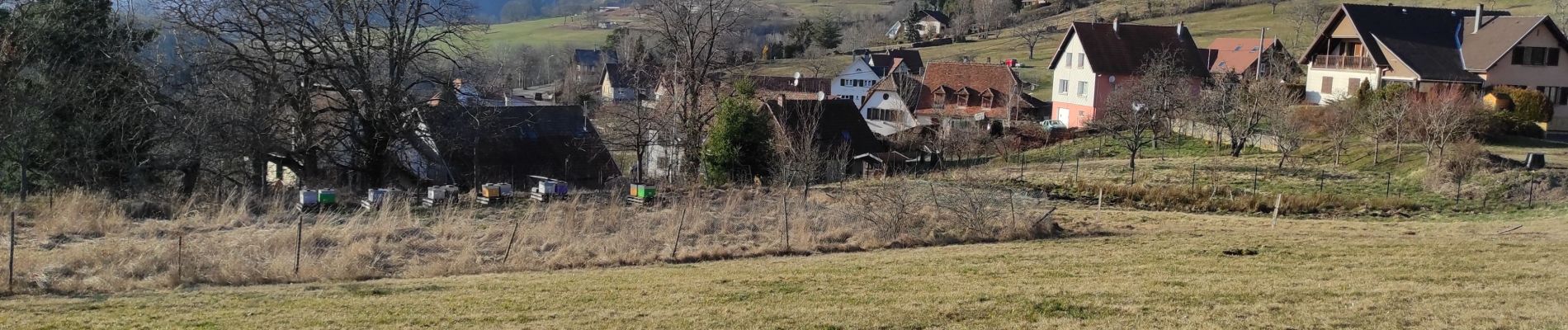 Tour Wandern Münster im Elsass - Munster Haslach  - Photo