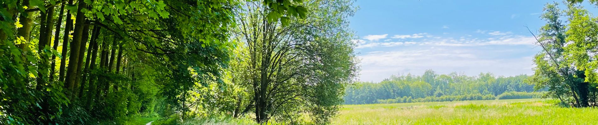 Randonnée Marche Kortessem - Le bois Bellevue à Kortessem - Photo