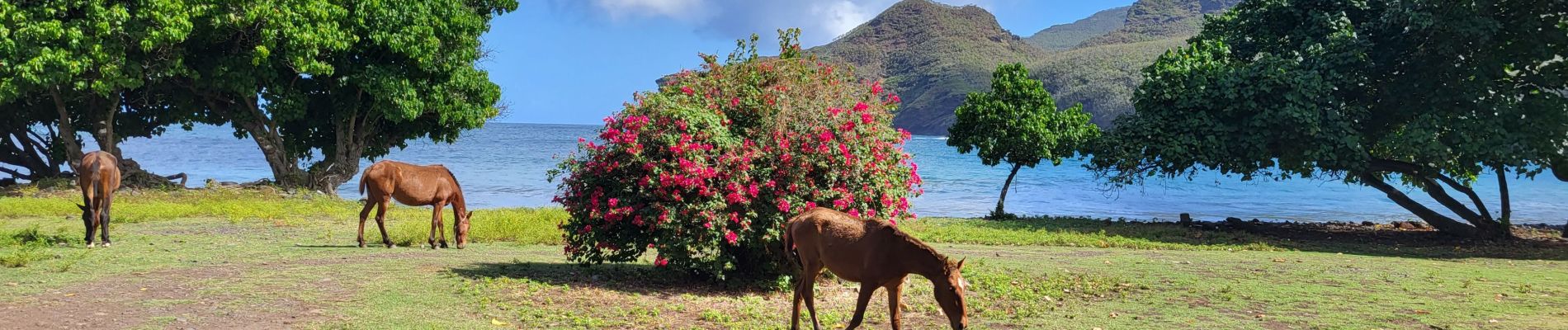 Percorso Marcia Nuku Hiva - baie Colette  - Photo