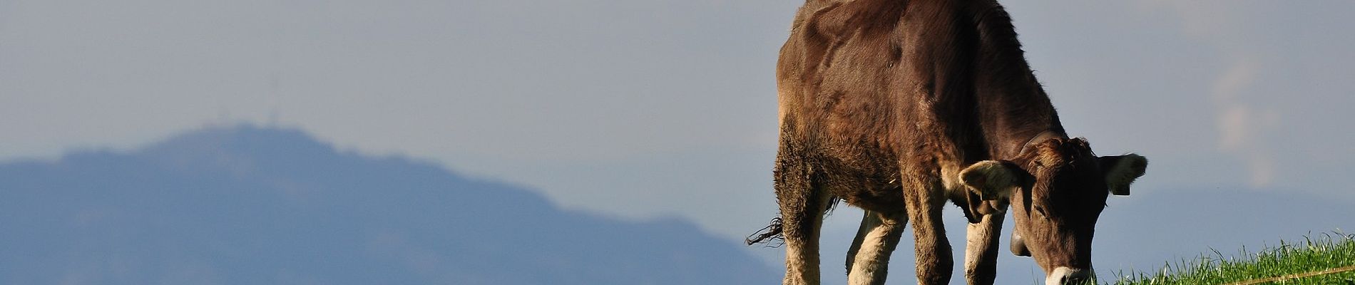 Tocht Te voet Einsiedeln - Egg - Büel - Photo