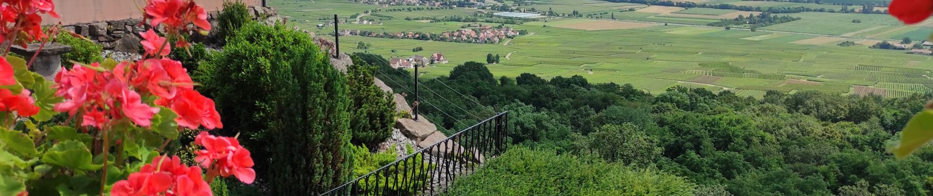 Tour Wandern Westhalten - Westhalden Schauenberg - Photo