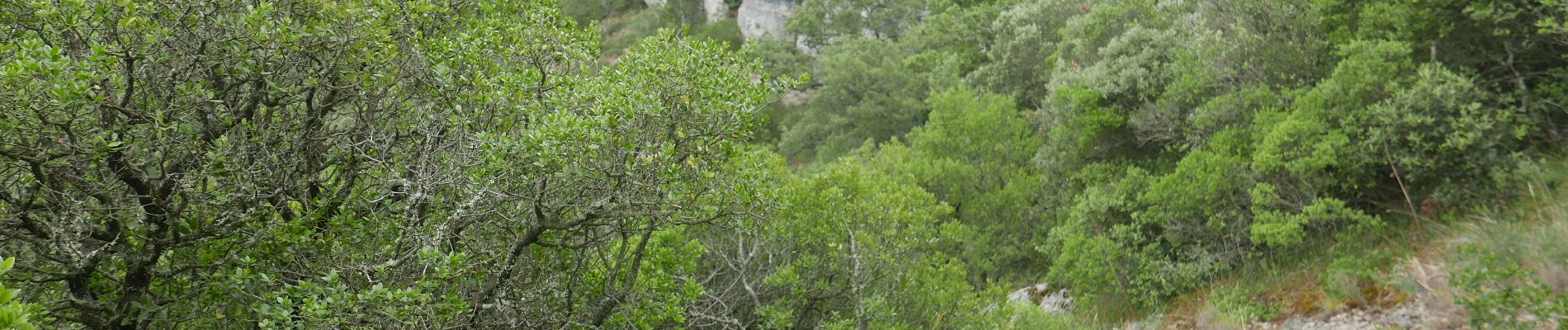 Excursión A pie Plan-d'Aups-Sainte-Baume - plan d'aups pour l été - Photo