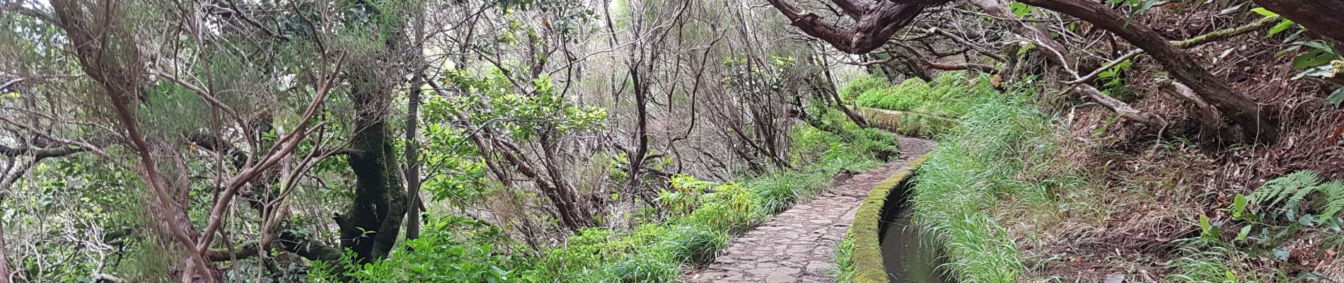 Tocht Stappen Arco da Calheta - Levada do 25 fontes - Photo