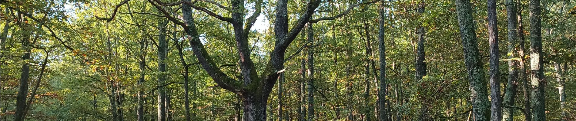 Excursión Senderismo Bort-l'Étang - trompette et chanterelles jaune forêt claire chêne  - Photo