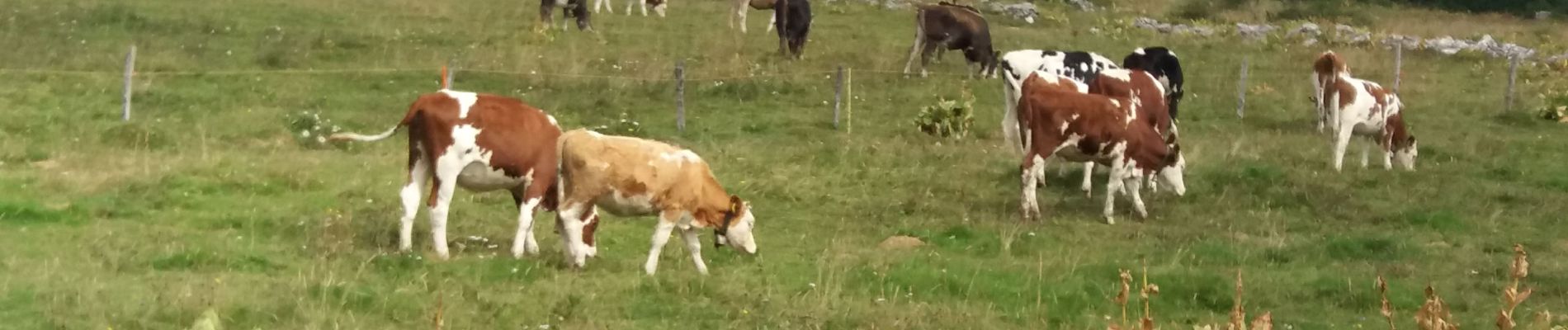 Randonnée Marche Pontarlier - boucle autour du mont taureau - Photo