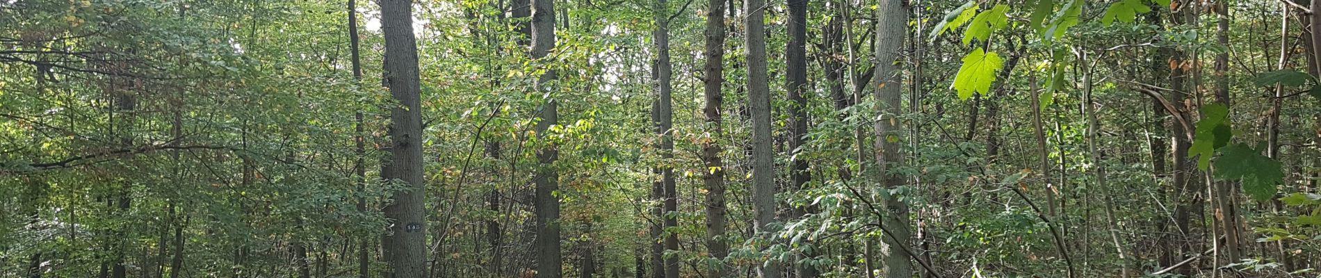 Tour Nordic Walking Verrières-le-Buisson - Le Bois de Verrières 5 - Photo