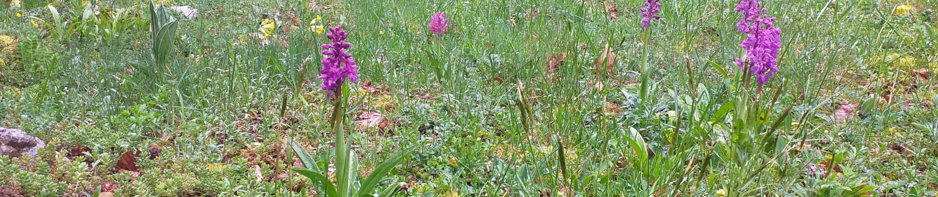 Trail Walking Lajoux - crêt vigoureuse - Photo