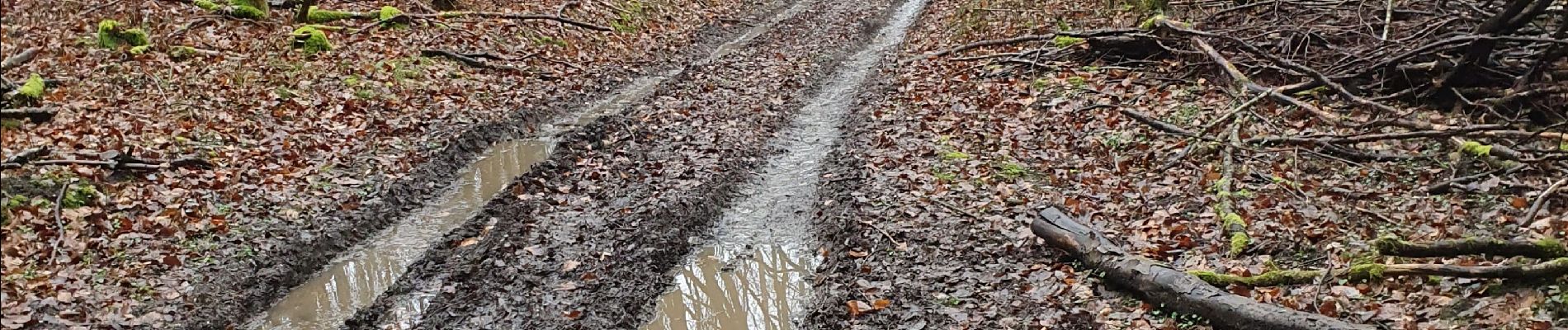 Randonnée Marche Saint-Phal - Forêt chenu 10km réel - Photo