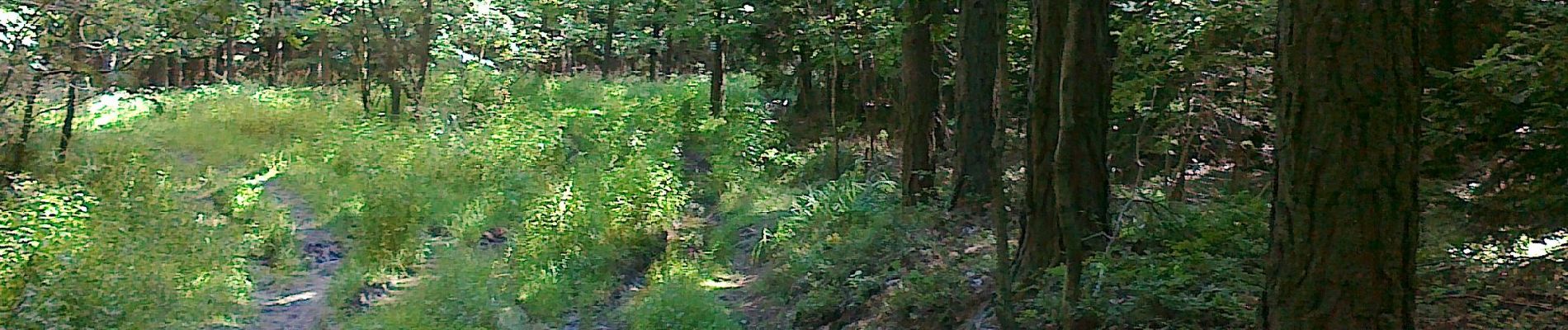 Tour Zu Fuß Zobten am Berge - Łagiewniki-Sobótka - Photo