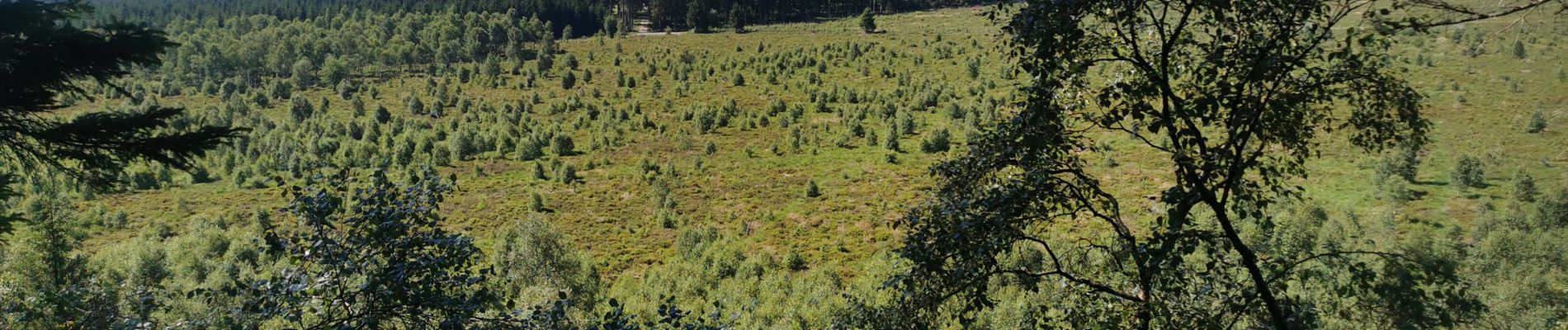 Tocht Stappen Malmedy - Croix des fiances - Photo