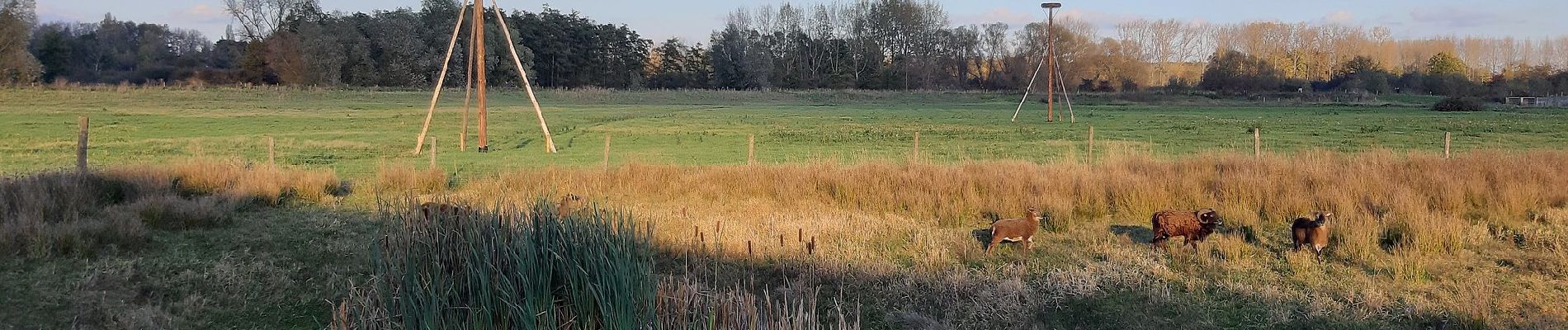 Tocht Te voet Diest - Webbekoms Broek Oranje bol - Photo