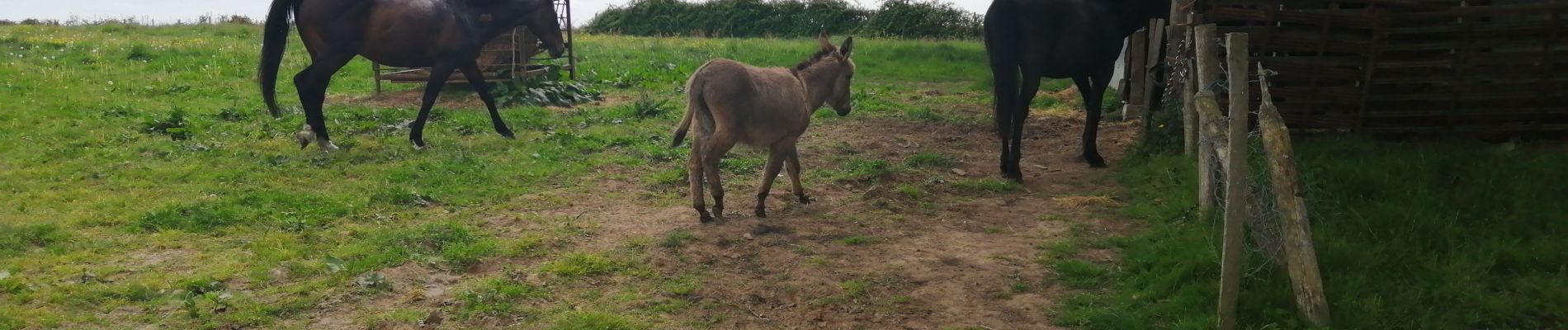 Trail Horseback riding Herbignac - Arbour et environ - Photo