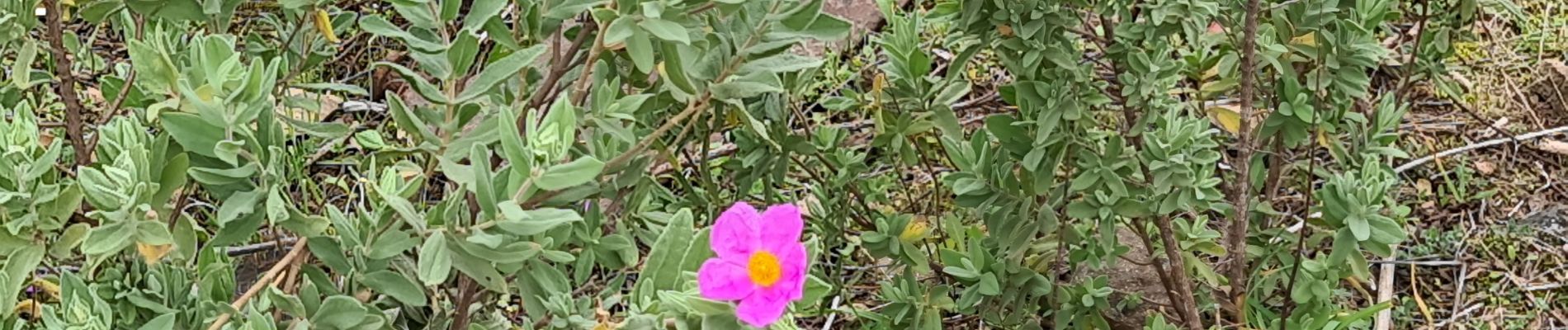 Randonnée Marche Le Muy - Le rocher de roquebrune  - Photo