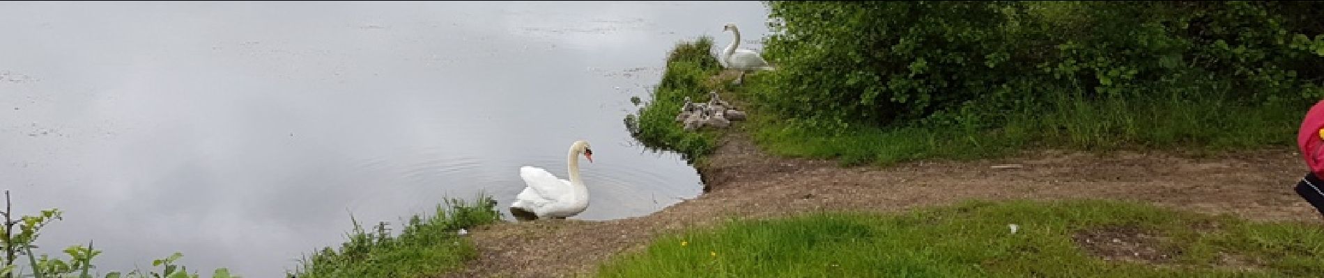 Tocht Stappen Saint-Julien-du-Sault - saint julien du Sault/La Maladrerie - Photo