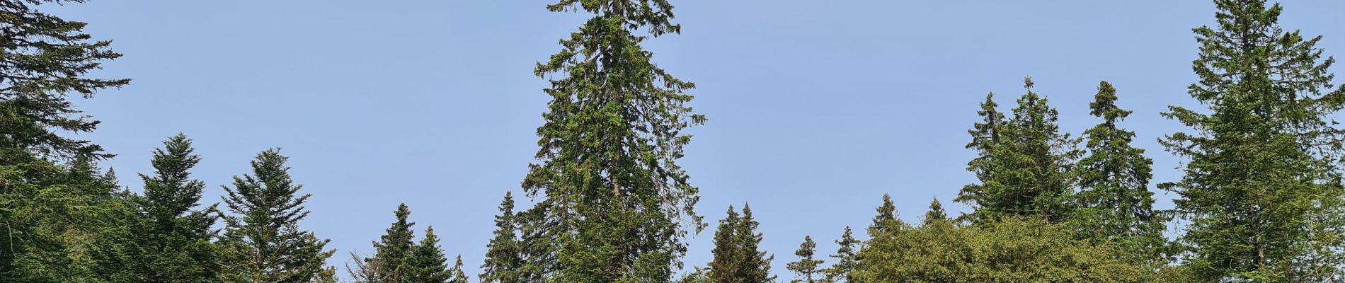 Tocht Stappen Gex - belvédère de la redoute  - Photo