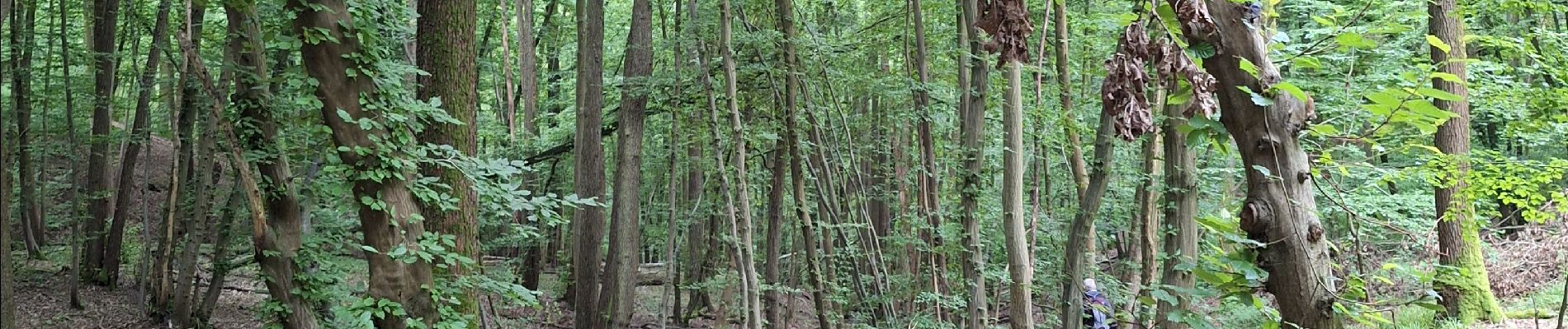 Randonnée Marche Leuze-en-Hainaut - balade des 7 meuse - Photo