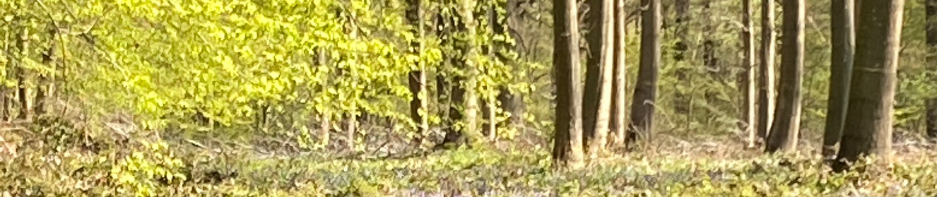 Tocht Stappen Gerpinnes - En prévision des jacinthes des bois  - Photo