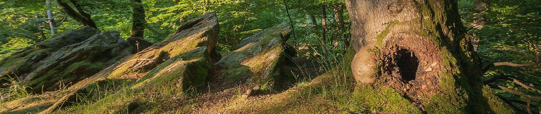 Percorso A piedi Sconosciuto - Wald-Erlebnispfad - Photo