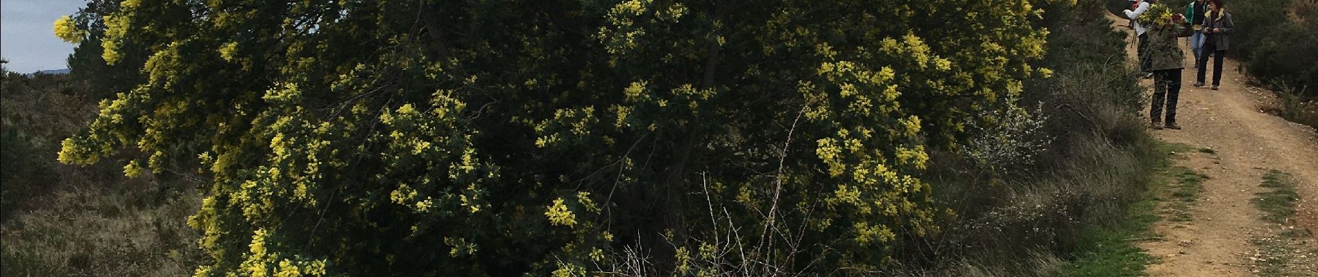 Tocht Stappen Fourques - Fourques chemin des histoires et forêt du Reart  - Photo