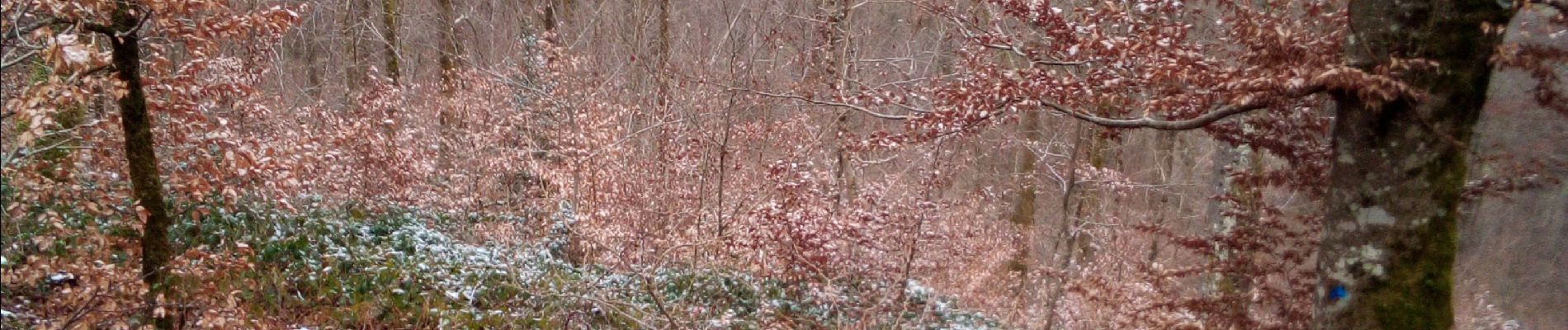 Tocht Stappen Braillans - BRAILLANS Forêt de MARCHAUX - Photo