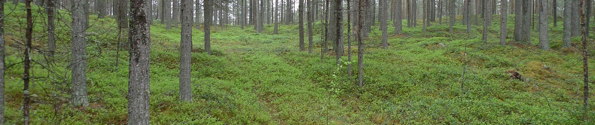 Tour Zu Fuß Hailuoto - Kirkonkylä/Ojakylä–Keskiniemi–Marjaniemi - Photo