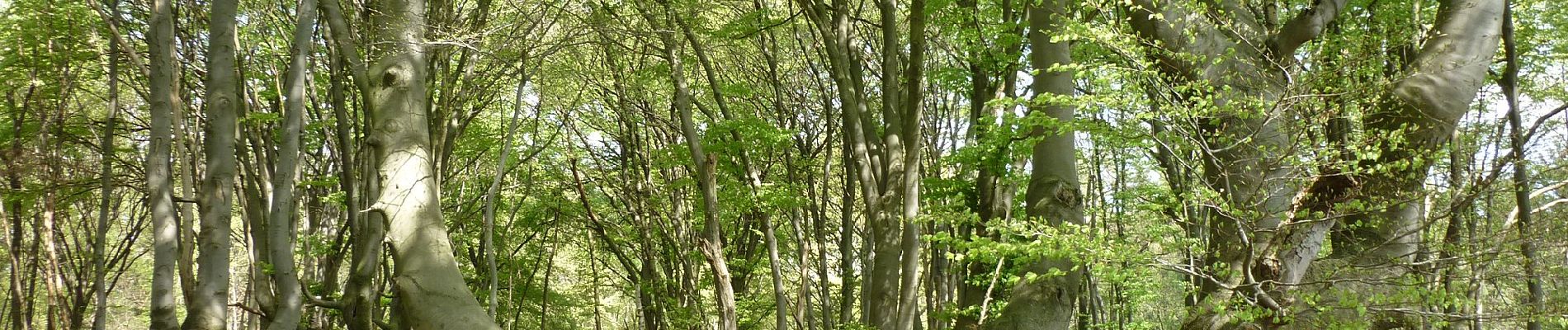 Tour Zu Fuß Unbekannt - [A17] Annaberger Hof Rundwanderweg - Photo