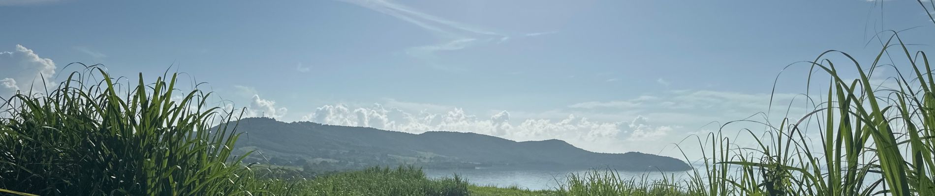 Trail  La Trinité - Beauséjour, oiseau, anse belune, pointe marcussy marcussy  - Photo