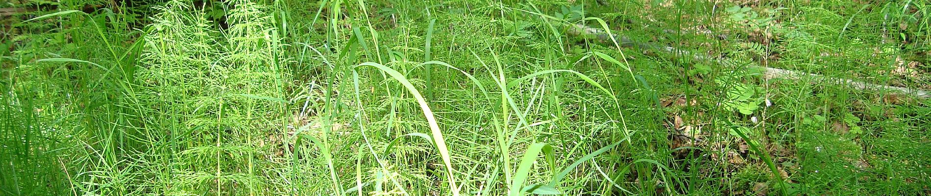 Tour Zu Fuß Unknown - Grössjön runt - Photo