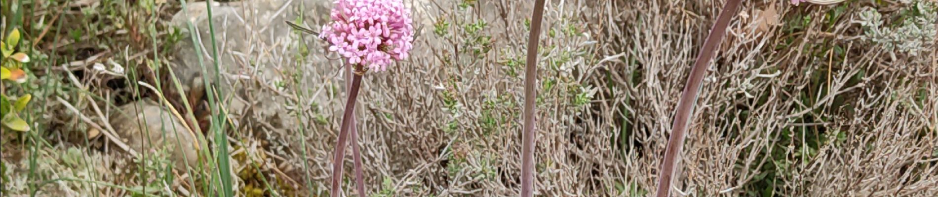 Trail Walking Manosque - grand tour de Bellevue - Photo