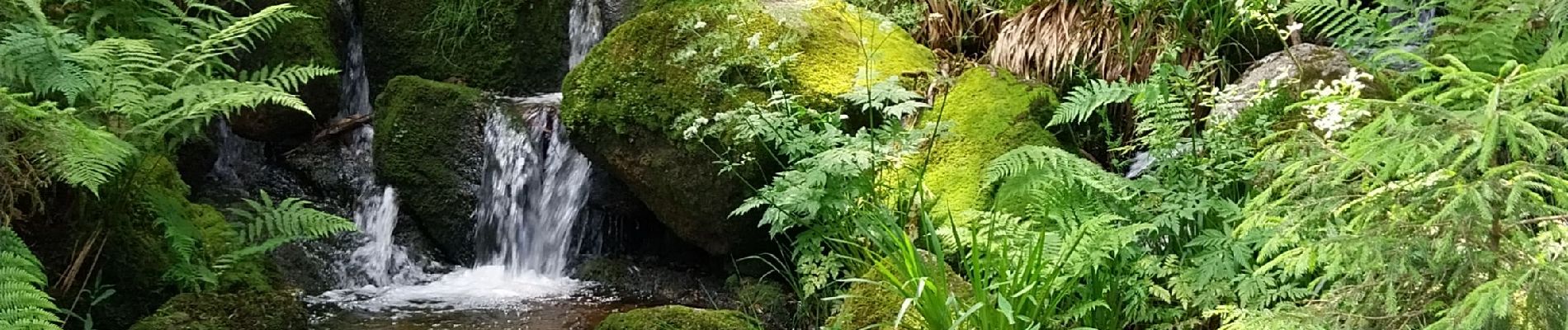 Trail Walking Gérardmer - Merrelles - Photo