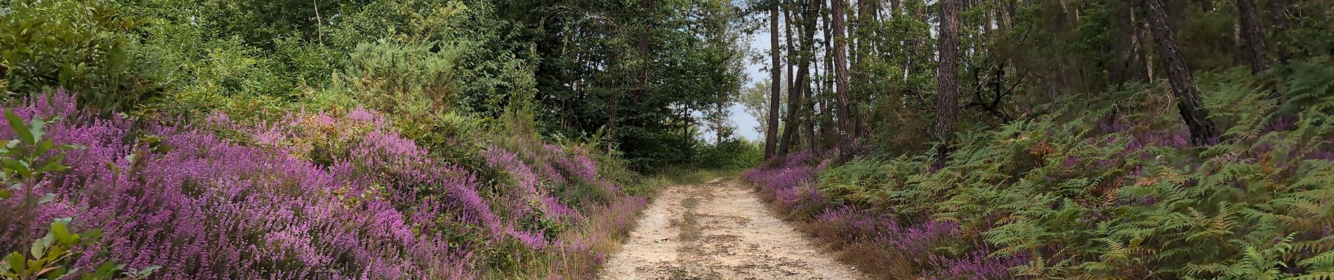 Tour Wandern Panzoult - Panzoult - Zig zag Bois de Juche-Pie - 14.8km 270m 3h15 (50mn) - 2024 07 31 - Photo