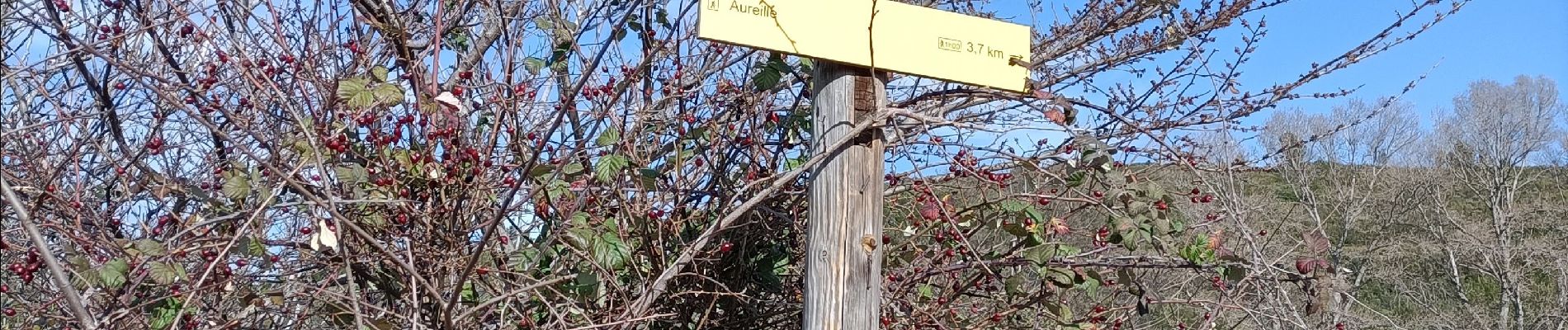 Tour Wandern Aureille - les Alpilles d aureille - Photo