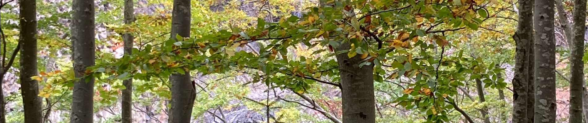 Tour Wandern Péreyres - Raypic après midi - Photo